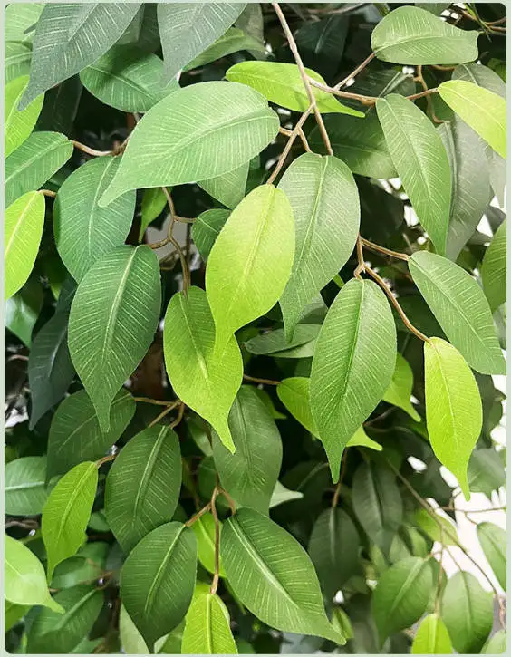 Factory Wholesale Artificial Banyan with Natural Trunk Realistic Silk Banyan Leaves  Artificial Plants for Home Indoor Decor