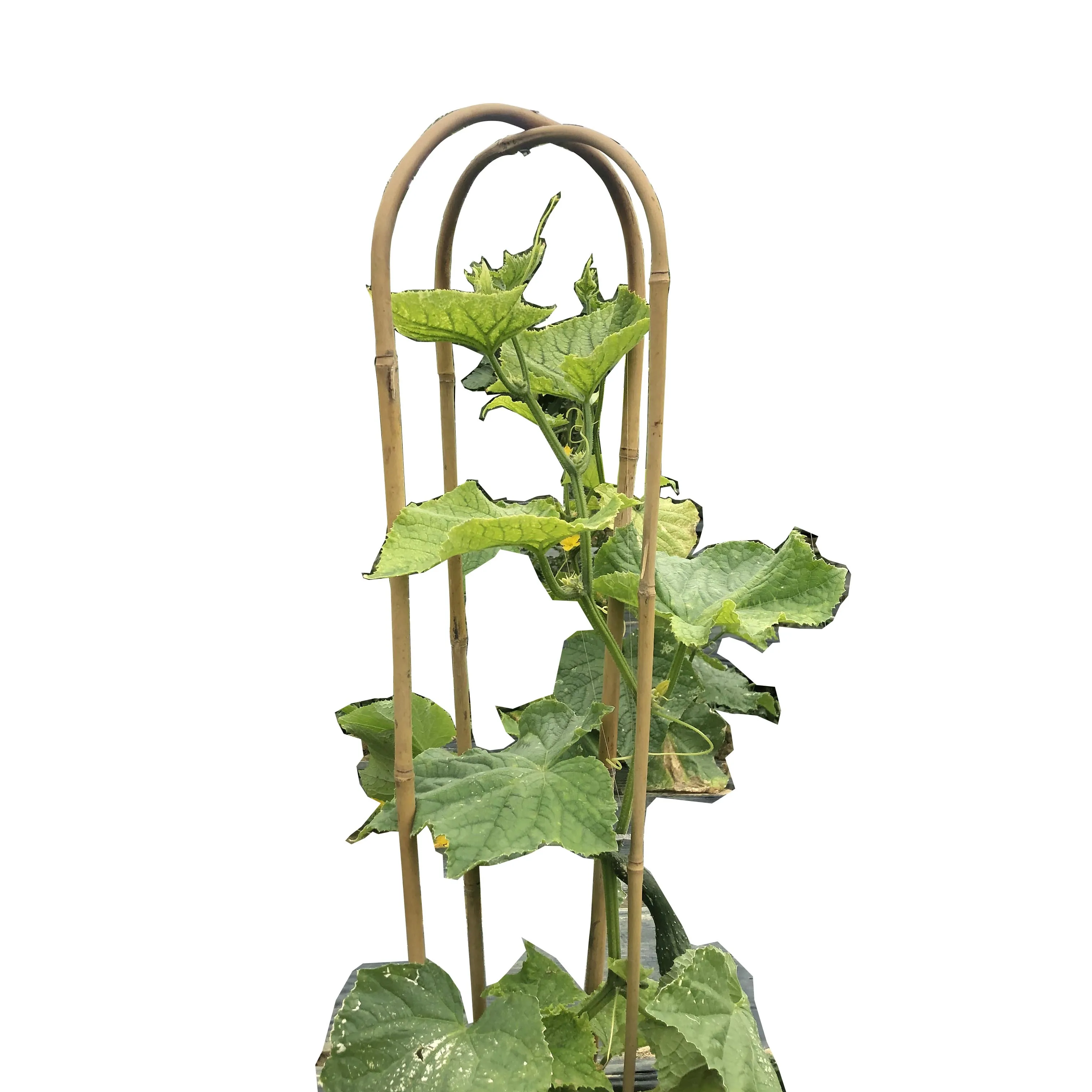 U-образная бамбуковая лестница Бамбуковая стойка 120