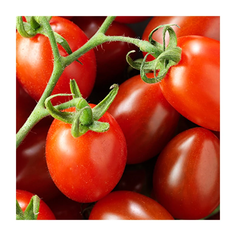 Factory Wholesale Sweet Fresh Cherry Tomatoes Solanceous Vegetable Red Cherry Tomato