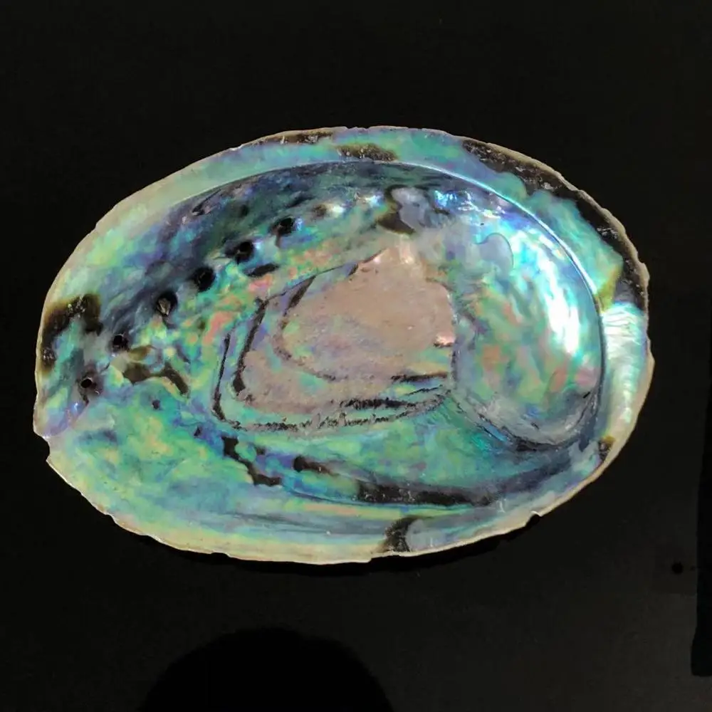 
Hot-selling natural marine raw crafts abalone shells for home decoration 