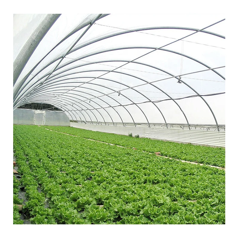 Thailand Greenhouse Famous Brand Used Agriculture Greenhouse