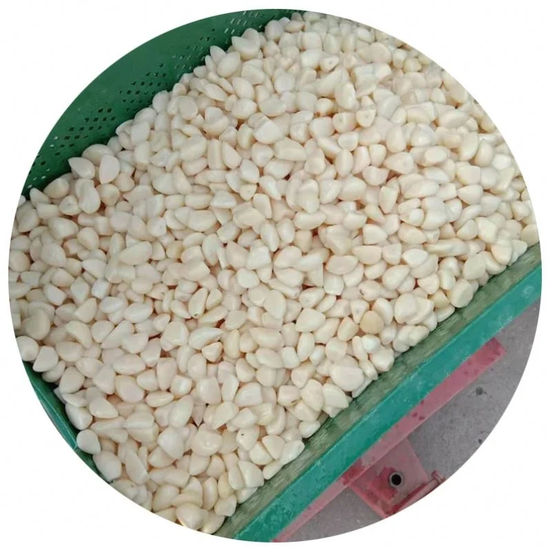 
Professional supply New Arrival healthy garlic distributor for sale 