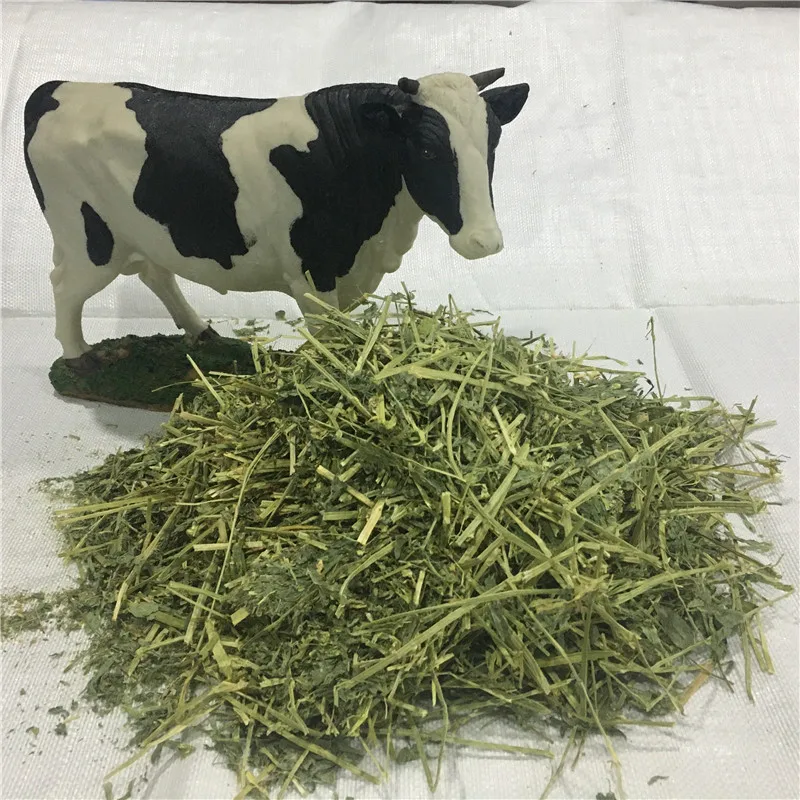 
Alfalfa lucerne hay for feeding farm animals 