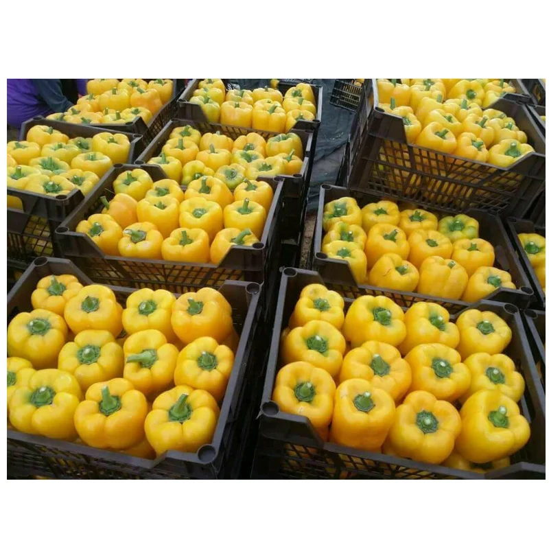 
Professional Manufacture Fresh Large Capsicum Color Green Yellow Red Bell Sweet Chilli Pepper 