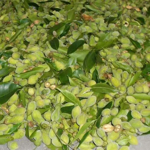 
Endangered Chinese tropical tree Aquilaria sinensis agarwood seeds 