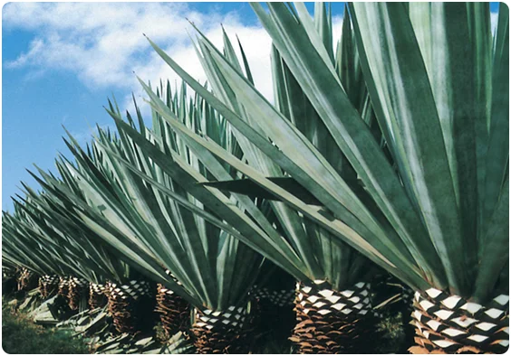 Высококачественное сизальное волокно, купить сизальное волокно, гипсовое сизальное волокно