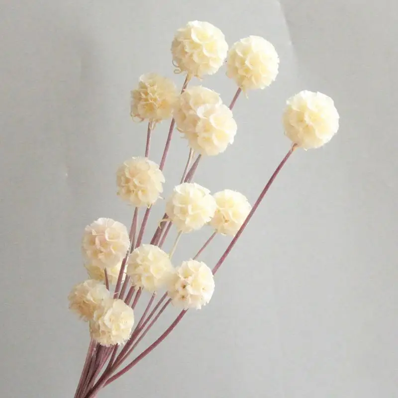 Source Factory Artificial Ball Preserved Dried Flowers Golden Ball Natural Billy Button Craspedia Fresh Cut Wedding Bouquet