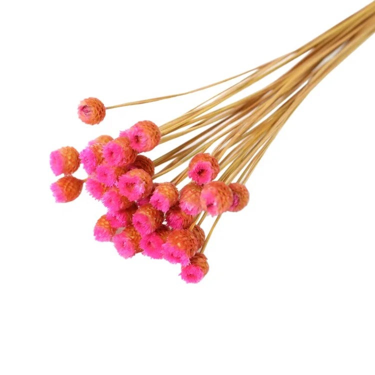 Оптовая продажа сушеных звездных цветов миниатюрные дикие соломки цветок хризантемы Бразильская Маргаритка бразильский счастливый