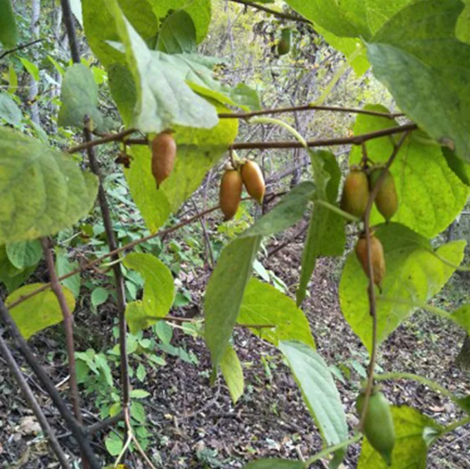 100% Органическая сушеная актинидия полигамная насекомое желчный натуральный корм для кошек с высоким содержанием белка