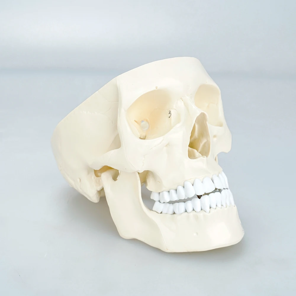 Plastic Human Mini Simulation Skull Dental Model Teaching Medical Anatomical Skull Model With Brain