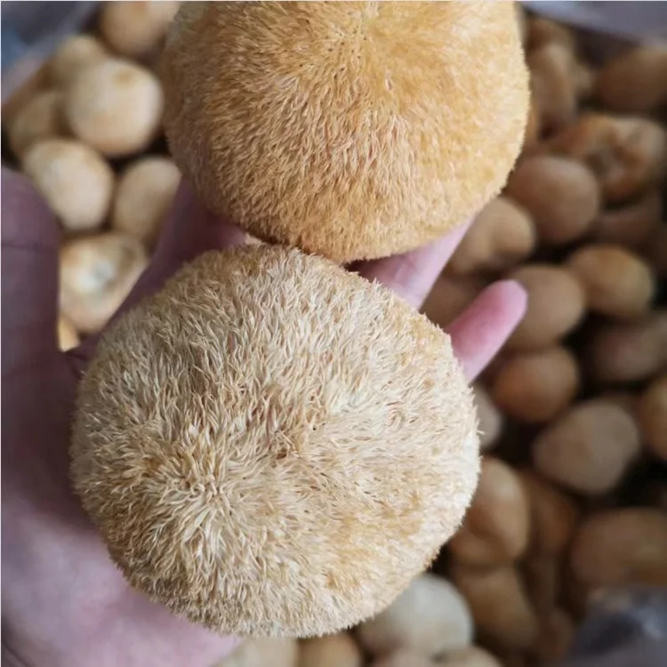 hou tou gu beard mushroom organic monkey head mushroom Hericium Erinaceus dried whole lion mane mushroom