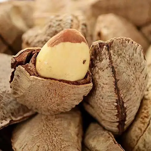 Wholesale Price Raw and Roasted Cheap Price Bertholletia excelsa
