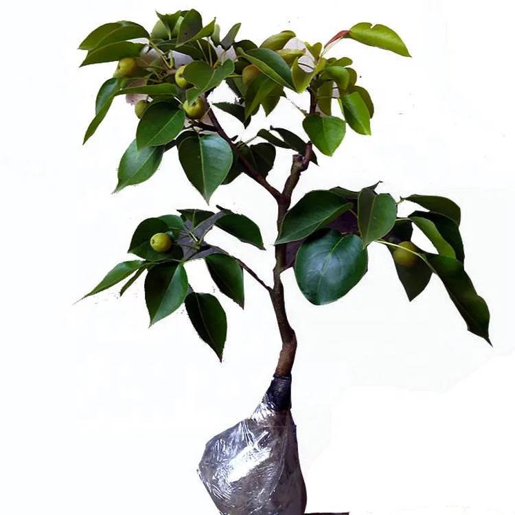 
 Привитые семена разных цветов Фрукты китайские грушевидные растения  