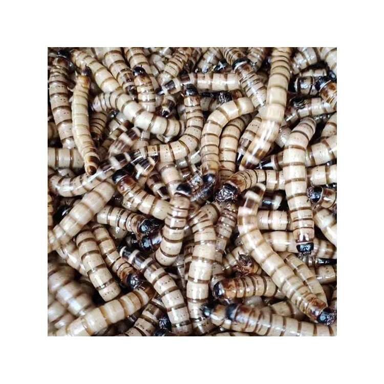 Wholesale microwave dried superworm for birds