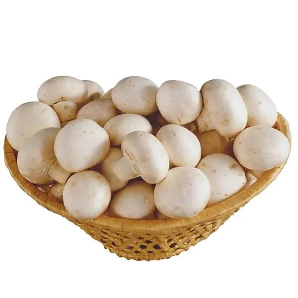 China DETAN white button mushroom spawn with Dutch triple fermentation technique mushroom farm