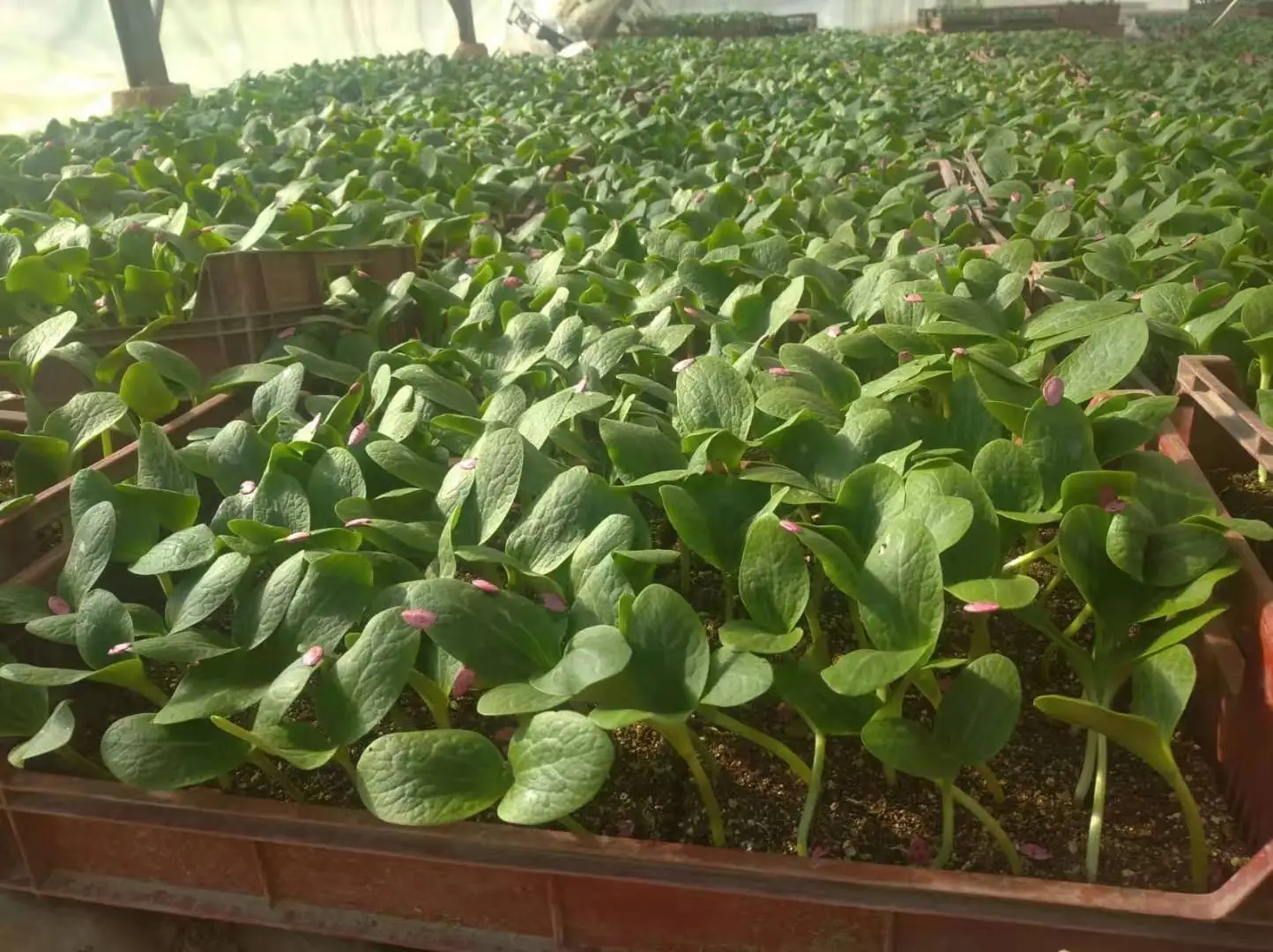 Ying Dark Green  F1 Hybrid Squash Seeds Vegetable Cucurbita pepo Seeds for planting