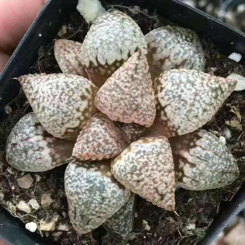 6.5cm Pot Live Plant  Haworthia emelyae Indoor plants