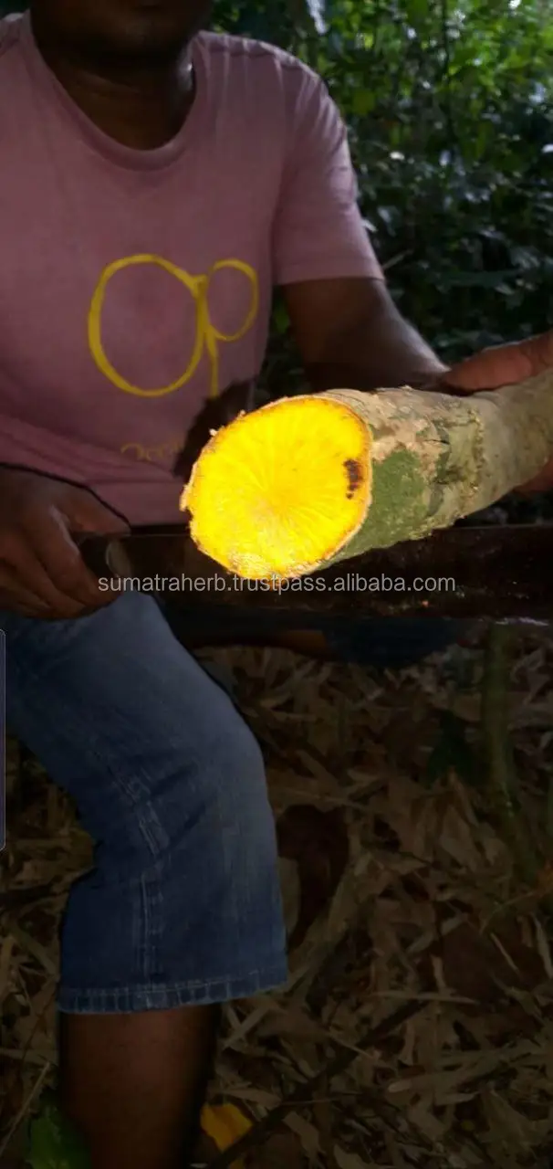 
High quality berberine hcl in bulk stock foods with containg berberine hcl in bulk stock Origin Indonesia 