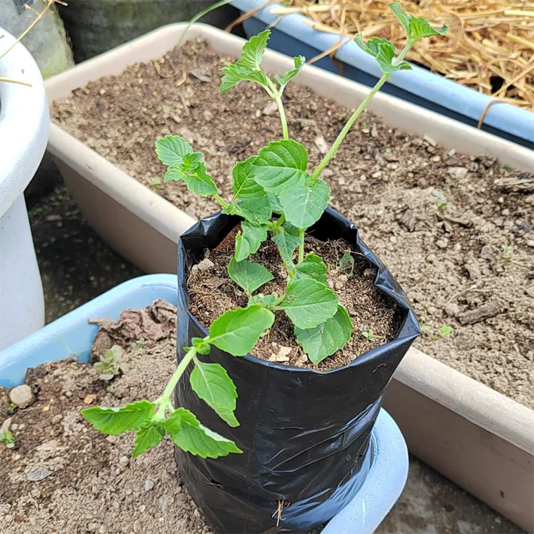 Wholesale black planter bags poly nursery bags plant seedling grow bags with holes