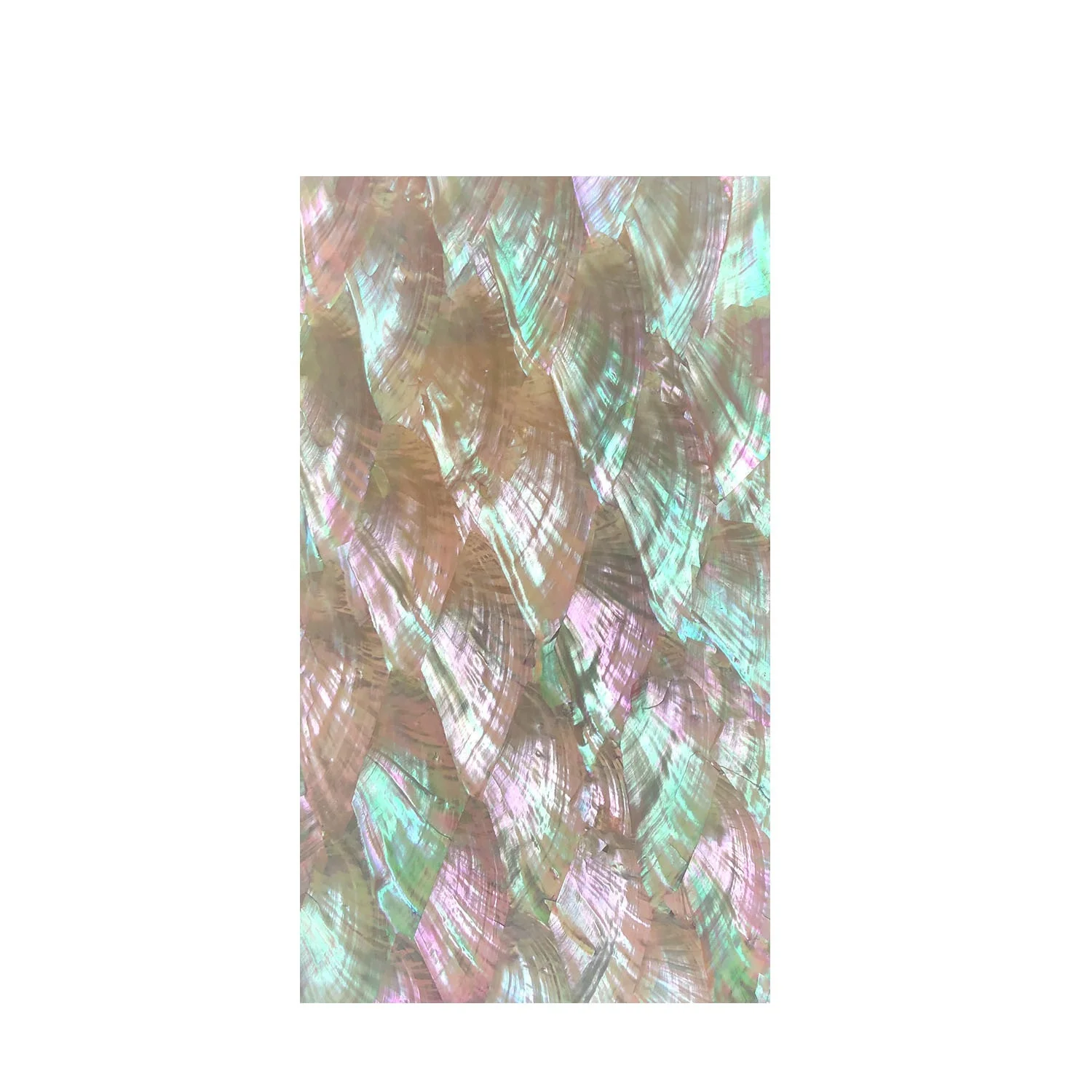 XE-064 Abalone Shell Large Customized Colorful  Natural Shell Paper Scallop In Shell  For Art Craft Furniture  Home Decoration