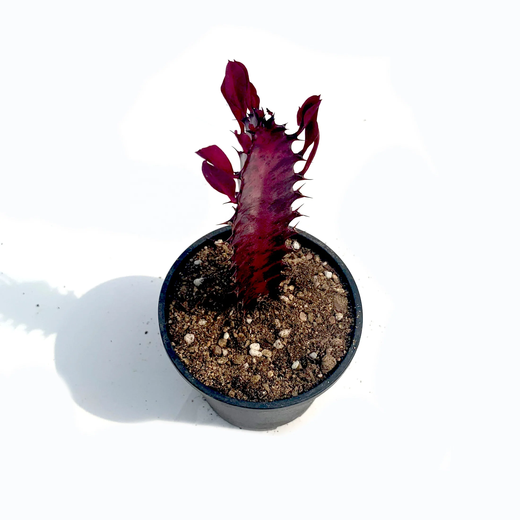 direct sale red color succulent plant for home indoor decoration