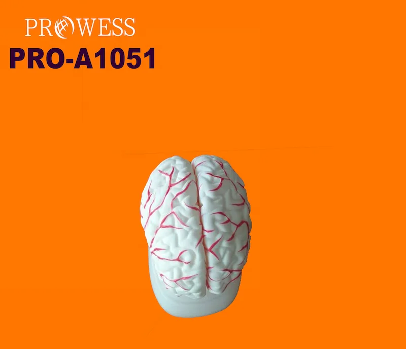 Pro-A1051 Human enlarge life-size cerebral artery Neurology Removable brain model with detachable 8 parts for teaching hospital