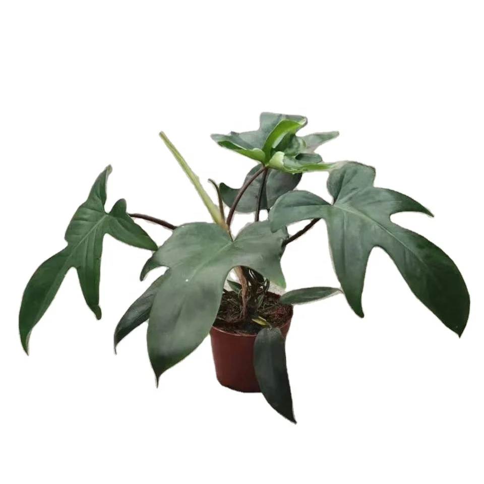 Philodendron Airplane