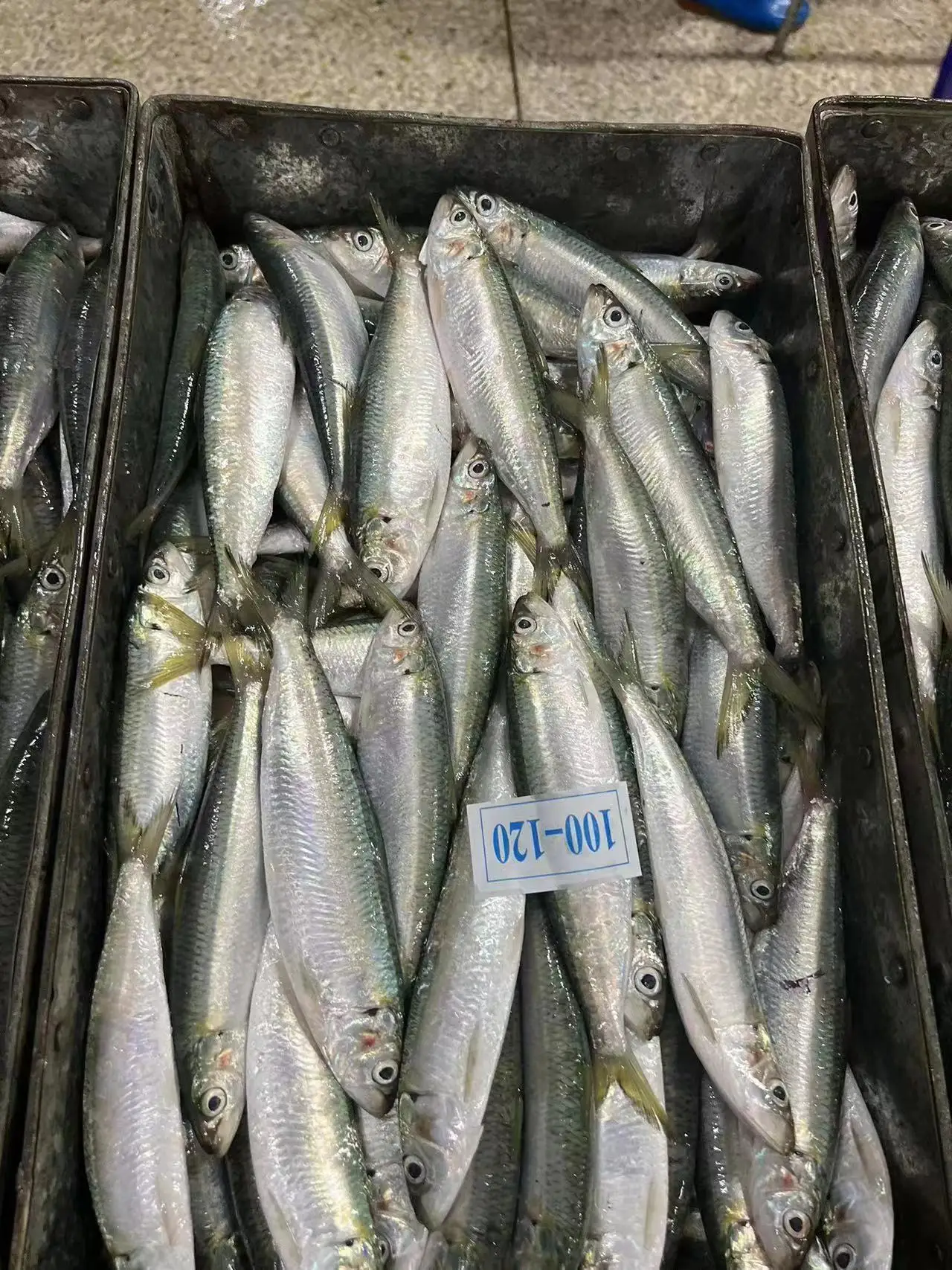 New Landing Good Quality Wholesale Frozen Sardine