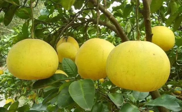 Natural spray dried Golden Pomelo Juice Powder for juice confectionery cany milk tea instant fruit drink from NESTLE vendor