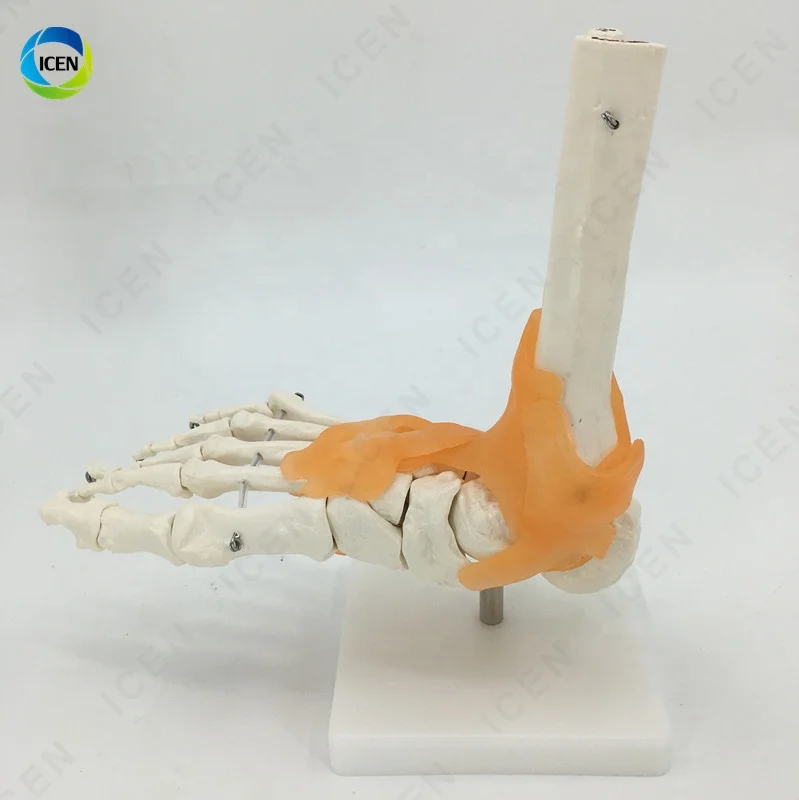 IN-M12 Flexible Foot Bone Model Ankle Joint Bones Of Foot Skeleton Anatomy Medical Teaching Tool