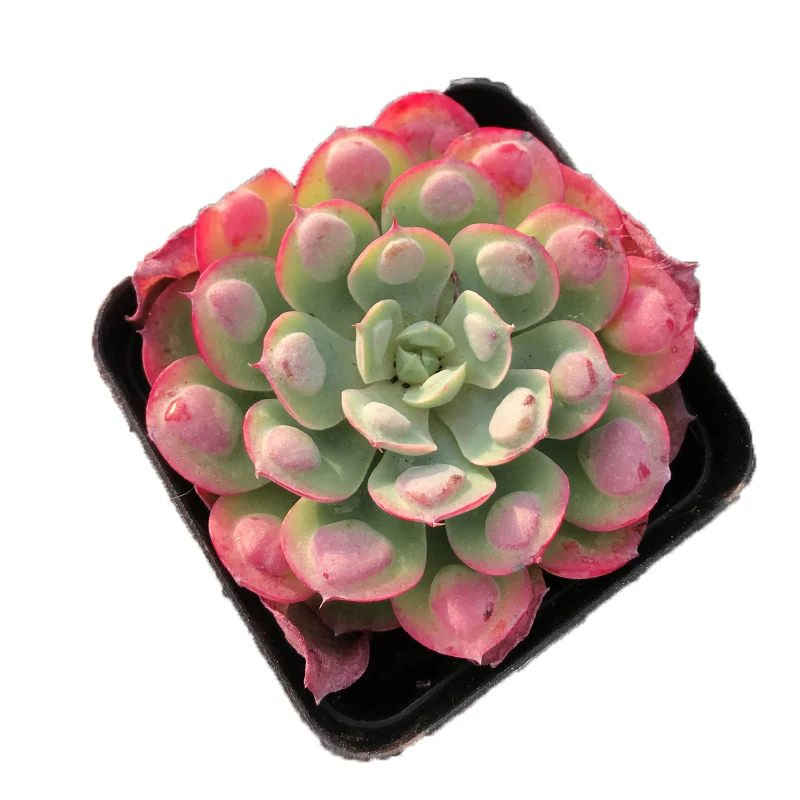 
Succulent plant Echeveria Rain Drops indoor plant wholesale 