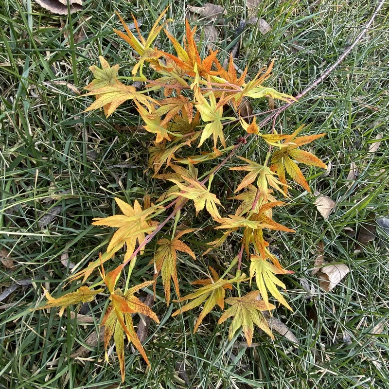 Maple leaf Hot selling cheap Outdoor decorative maple leaf 85cm artificial maple leaf Realistic weeding shooting props