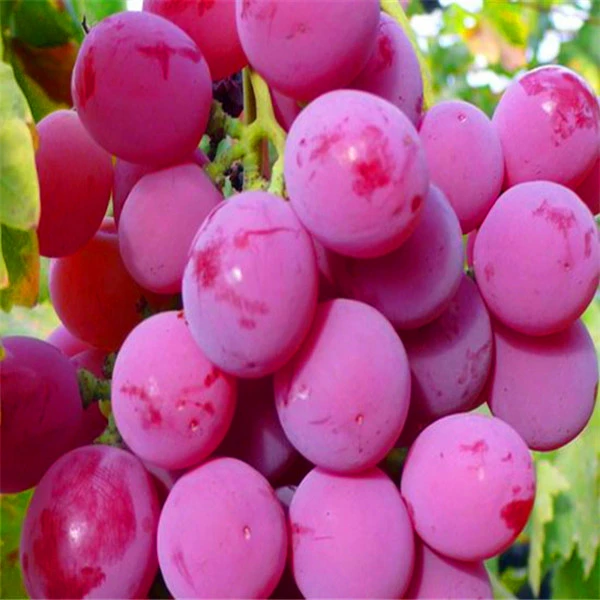 fresh fruits crimson fresh grapes sweet seedless grape for sale red grapes
