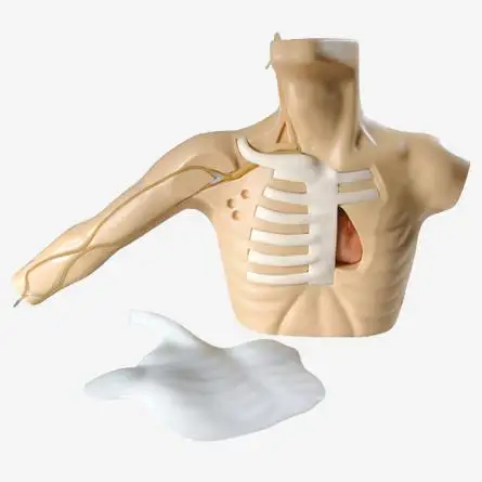 PICC Simulator (Peripherally Inserted Central Venous Catheters)