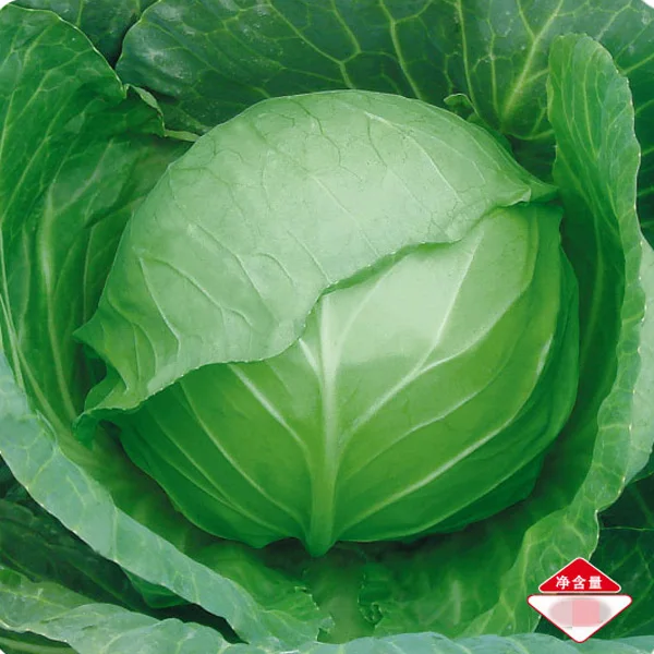 JC02 угол темно зеленый средней ранней зрелой гибридной капусты Семена растений f1