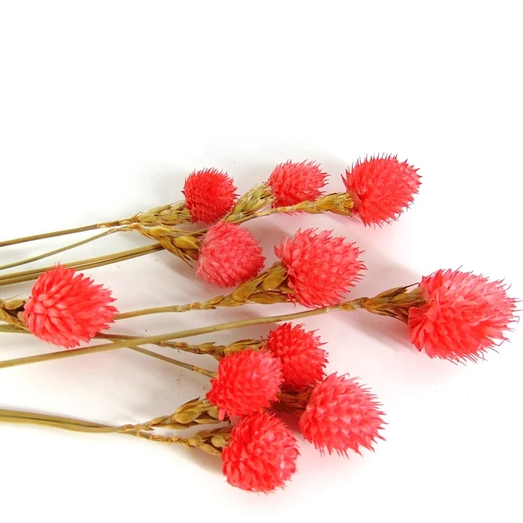 High quality red preserved globe amaranth preserved flowers preserved flower box bouquet holder