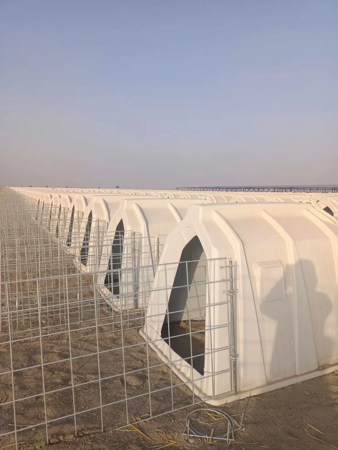 Cow Calf Hutches /houses