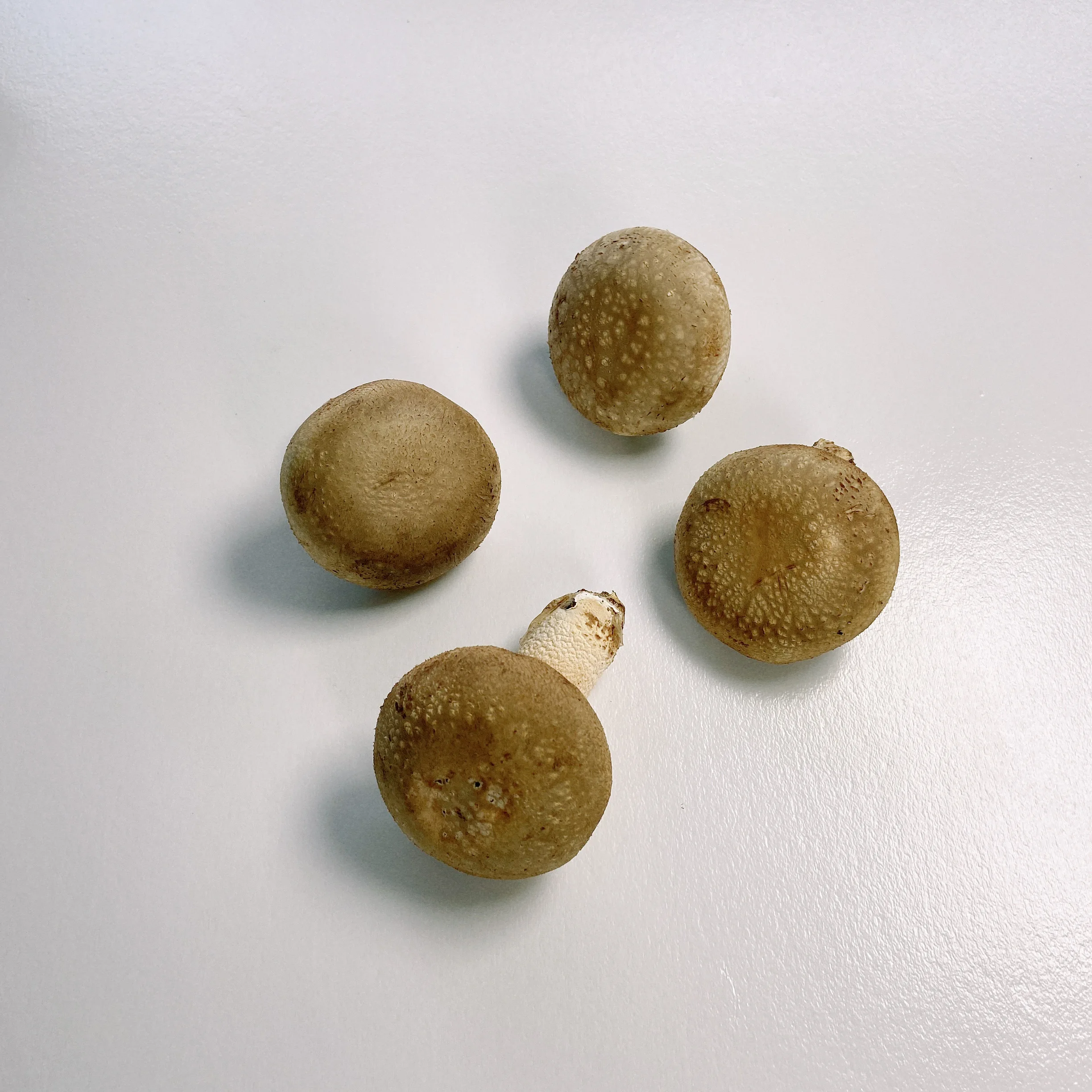 The Fine Quality Mushrooms Fresh Price Shiitake Mushroom For Supermarket