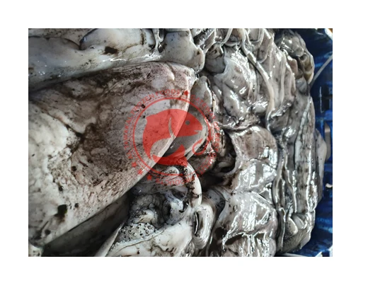 CUTTLE FISH READY FOR SHIPMENT / FROZEN CUTTLEFISH