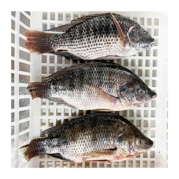 Premium Quality Frozen Tilapia Whole Round Black Tilapia for Africa