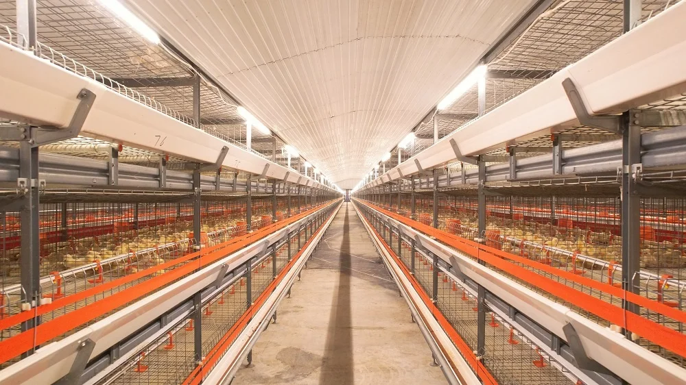 High strength chicken farming broiler cages with automatic harvester equipments for chicken poultry farm