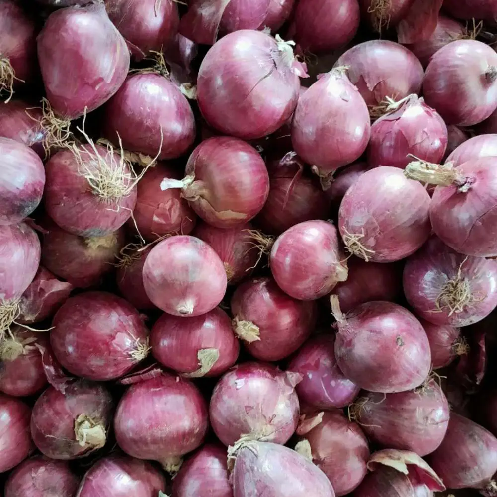 
chinese fresh red onion 