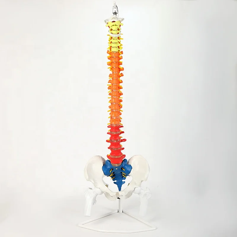 85Cm different kinds ofl flexible human spine spinal model human bone model bone-setting medical teaching