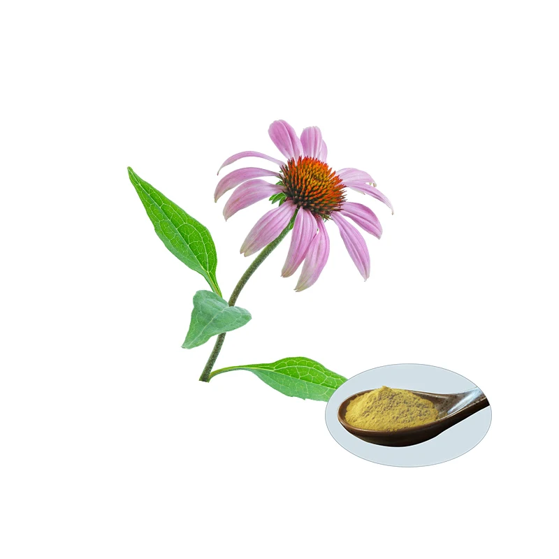 Echinacea Purpurea Extract and Cichoric Acid