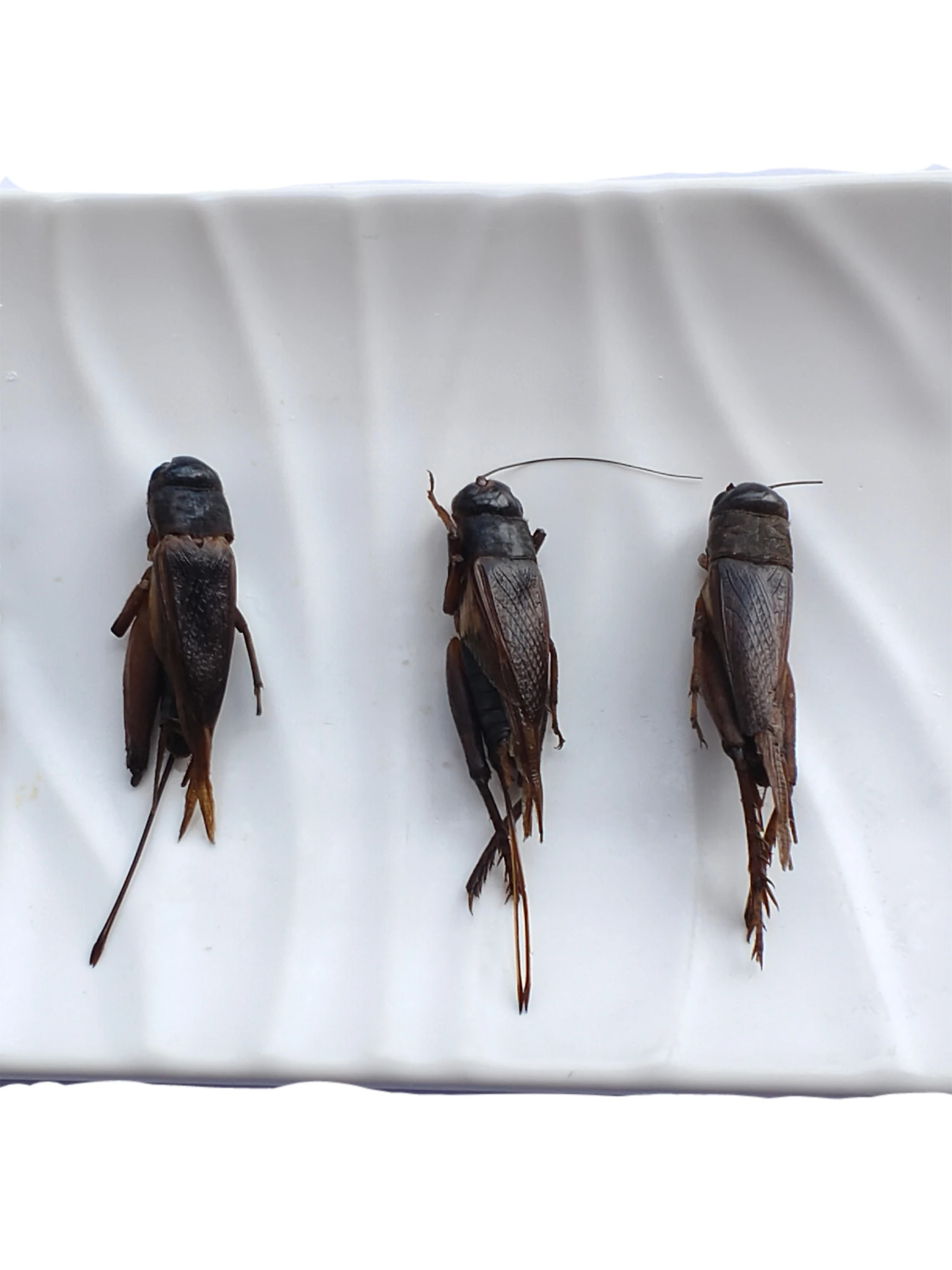 Fresh crickets - Preferred choice for international pet lovers. Nutritious and delicious. Used for feeding a variety of pets.