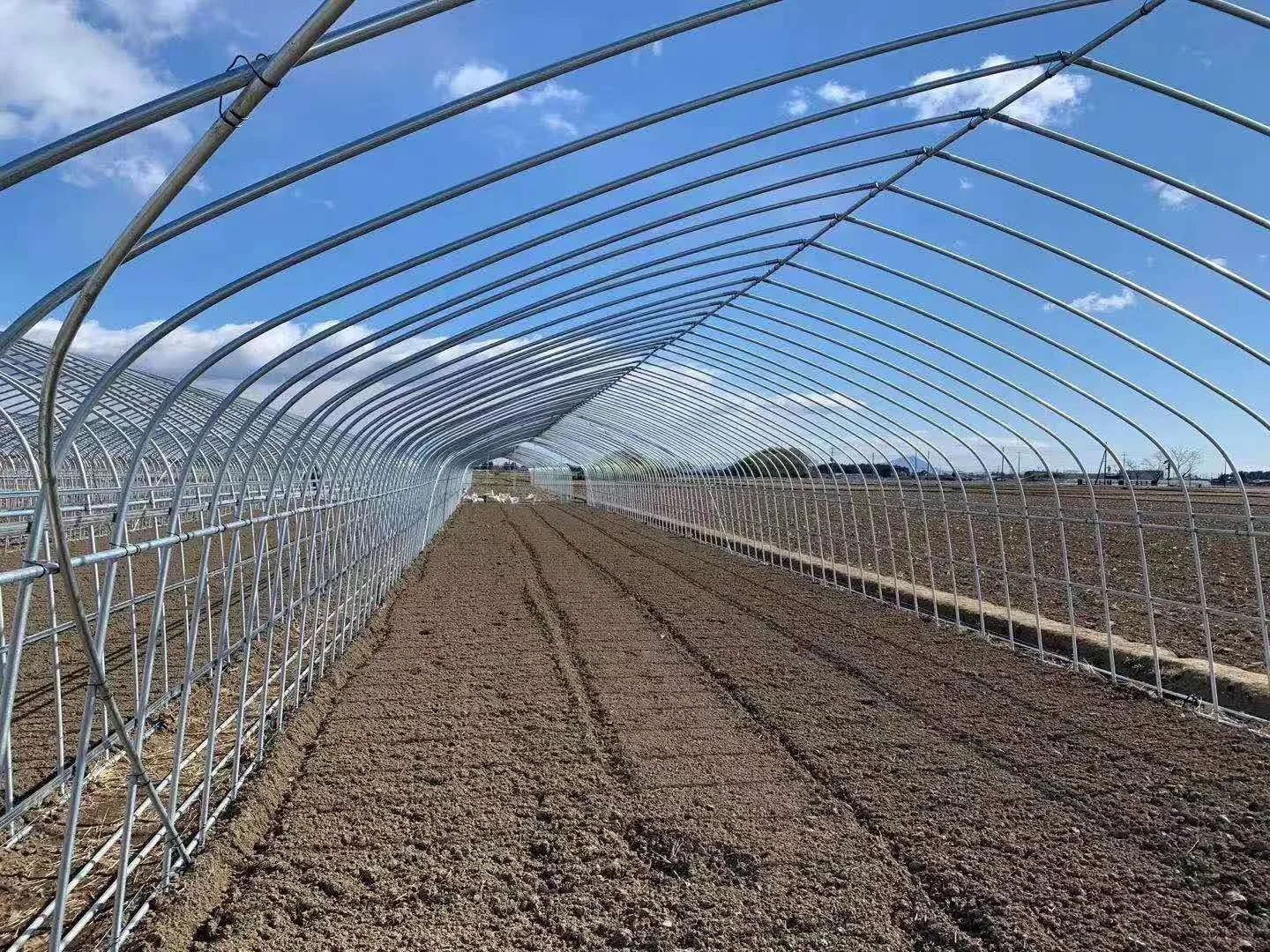 Factory direct sale greenhouse for agriculture used in  farm vegetables fruits PE film single span projects