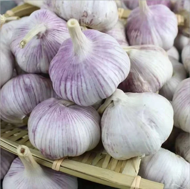 Wholesale  Chinese Suppliers Price New Crop Organic 2021 Box 10kg Packing White Fresh Garlic