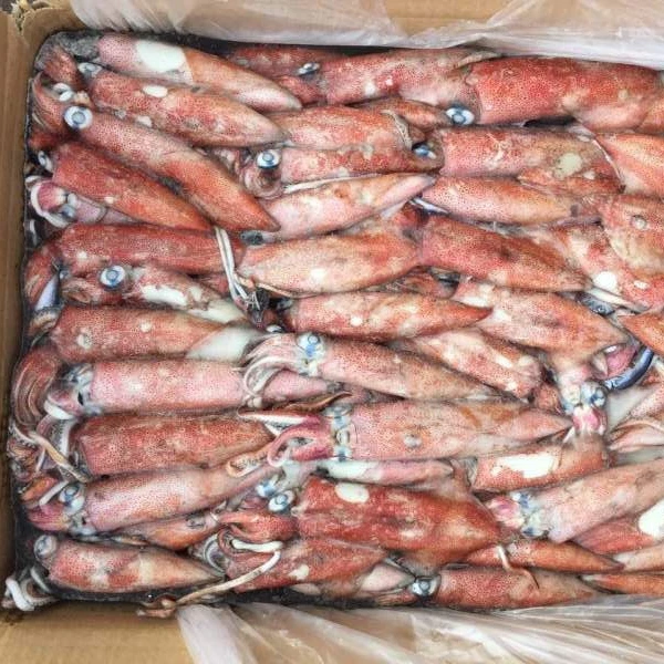 BQF frozen loligo squid