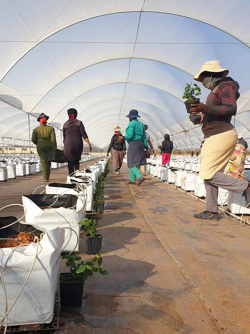 7 gallon white and black UV Stabilized poly planter grow bags