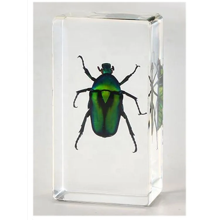 Real Insect Real Bugs Green Chafer Beetle Man Made Resin Paperweight Resin Specimen Educational Equipment for Kids